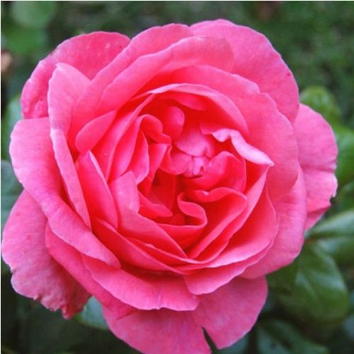 Rozen bestellen en bezorgen - chinese roos - roze - Rosa Frau Dr. Schricker - sterk geurende roos - Johannes Felberg-Leclerc - Donkerroze, ronde bloemen, bloeit meerdere keren vanaf het voorjaar tot het najaar.